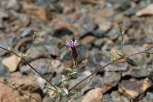 Image of Lessingia ramulosa by (c) Arvel Hernandez, some rights reserved (CC BY)