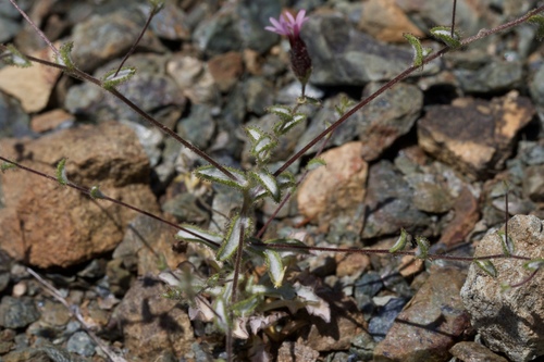 Image of Lessingia ramulosa by (c) Arvel Hernandez, some rights reserved (CC BY)