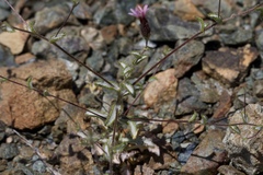 Lessingia ramulosa