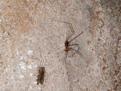 Stygnopsis