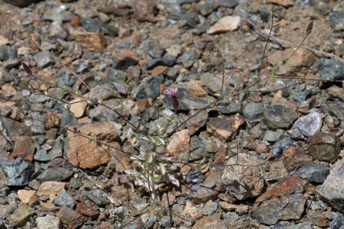 Image of Lessingia ramulosa by (c) Arvel Hernandez, some rights reserved (CC BY)