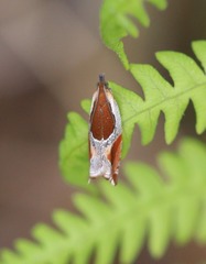 Ancylis unculana
