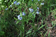 Myosotis sylvatica