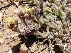 Castilleja cinerea
