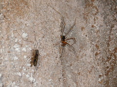 Stygnopsis