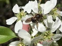 Andrena