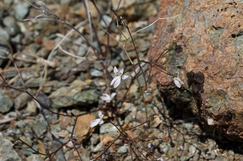 Image of Nemacladus montanus by (c) Arvel Hernandez, some rights reserved (CC BY)