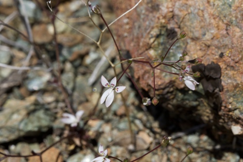 Image of Nemacladus montanus by (c) Arvel Hernandez, some rights reserved (CC BY)