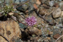 Lessingia ramulosa