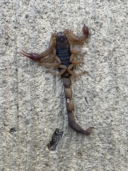 Centruroides edwardsii