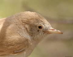 Curruca deserti