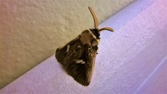 Podalia intermaculata