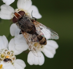 Miltogramma punctata