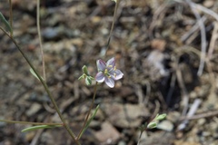 Hesperolinon disjunctum