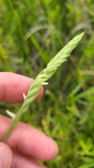 Spiranthes laciniata
