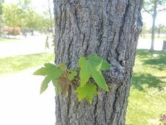 Liquidambar styraciflua