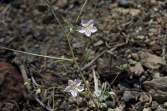 Hesperolinon disjunctum