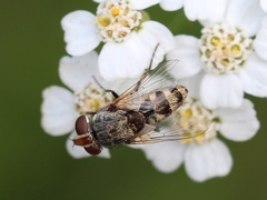 Miltogramma punctata