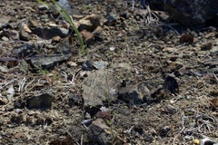 Hesperolinon disjunctum