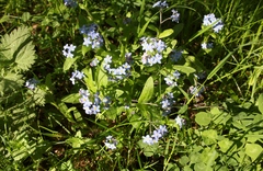 Myosotis sylvatica