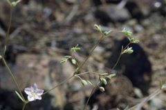 Hesperolinon disjunctum