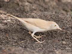 Curruca deserti