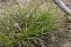 Carex deflexa