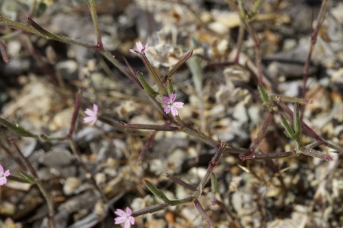 Image of Dianthus nudiflorus by (c) Arvel Hernandez, some rights reserved (CC BY)