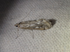 Loxostege indentalis