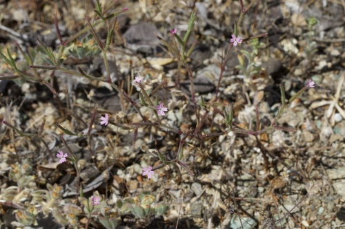 Image of Dianthus nudiflorus by (c) Arvel Hernandez, some rights reserved (CC BY)