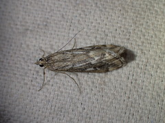 Loxostege indentalis