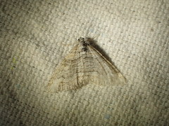 Perizoma custodiata