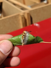 Orgyia pseudotsugata