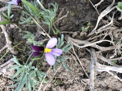 Viola beckwithii