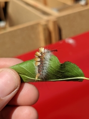 Orgyia pseudotsugata