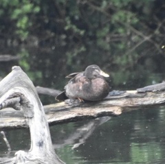 Anas platyrhynchos domesticus