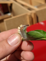 Orgyia pseudotsugata