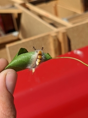 Orgyia pseudotsugata