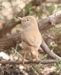 Curruca deserti