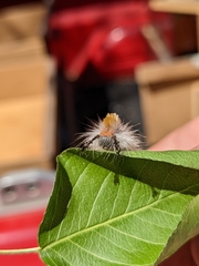 Orgyia pseudotsugata