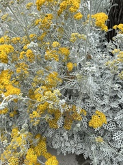 Constancea nevinii