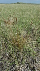 Festuca ovina