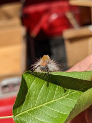 Orgyia pseudotsugata