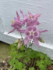 Aquilegia vulgaris
