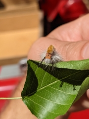 Orgyia pseudotsugata