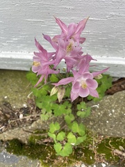 Aquilegia vulgaris