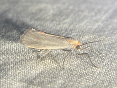 Cisthene striata