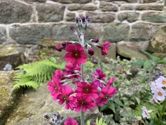 Primula japonica