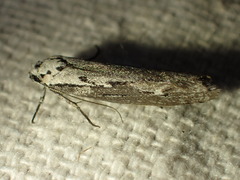 Ethmia discostrigella