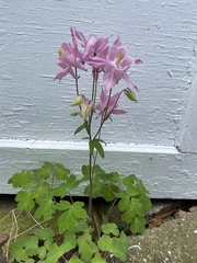 Aquilegia vulgaris